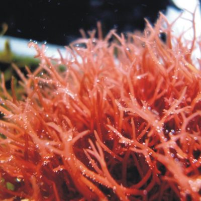 red algae