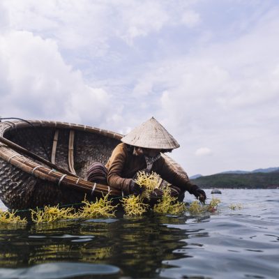 Woman wearing straw hat farming seaweed from a small wooden boat.