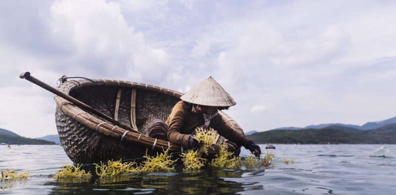 Woman wearing straw hat farming seaweed from a small wooden boat.